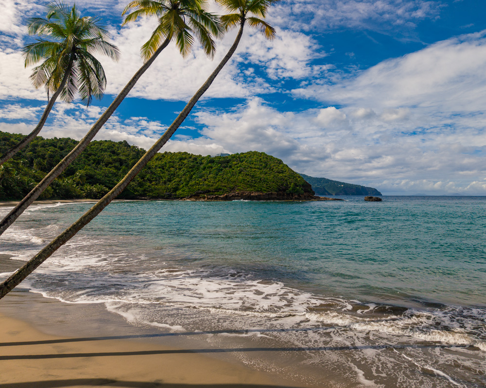 Palm-fringed white crescent and turquoise shallows at Batibou Beach, batibou beach dominica’s famed north-coast strand backed by jungle headlands, Dominica.