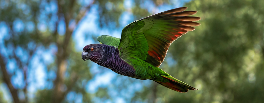 Parrots in sun-flecked canopy on a guided outing, bird watching dominica focused on Sisserou and Jaco in Morne Diablotin’s protected forest, Dominica.