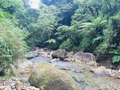 Boiling grey lake surface with steam columns rising against forested walls, valley of desolation approach terrain near the caldera, Dominica.