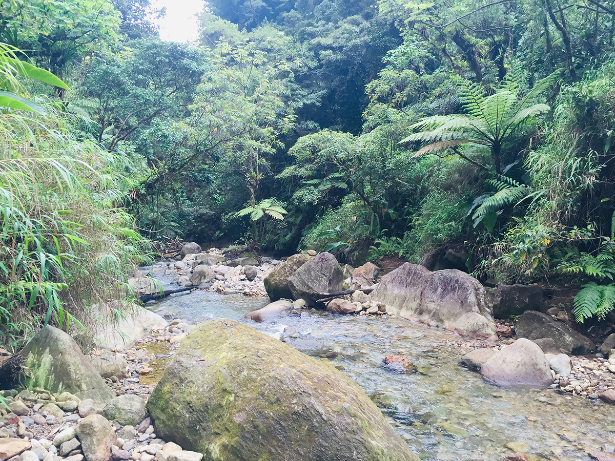 Boiling grey lake surface with steam columns rising against forested walls, valley of desolation approach terrain near the caldera, Dominica.