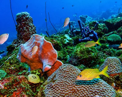 Wide-angle reef scene with sponges and fish schooling above sand channels, underwater caldera scenery inside the marine protected area, Dominica.
