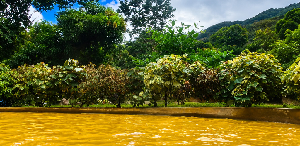 Steam curling from mineral pools at a rural Dominica spa, dominica hot springs experiences ranging from volcanic mud to rainforest-shaded soaking tubs.