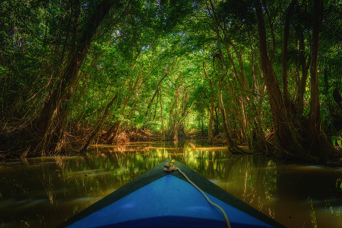 Traditional rowboat gliding between arching mangrove roots on the Indian River near Portsmouth, indian river dominica’s classic slow boat-tour waterway.