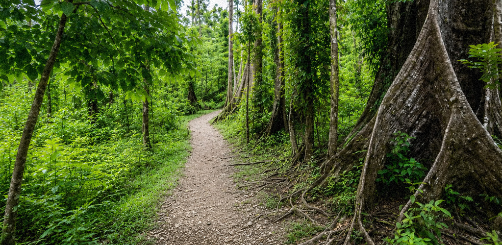 Boardwalk threading mossy montane forest on the Syndicate Nature Trail, syndicate nature trail dominica’s prime birding route for Sisserou and Jaco parrots.