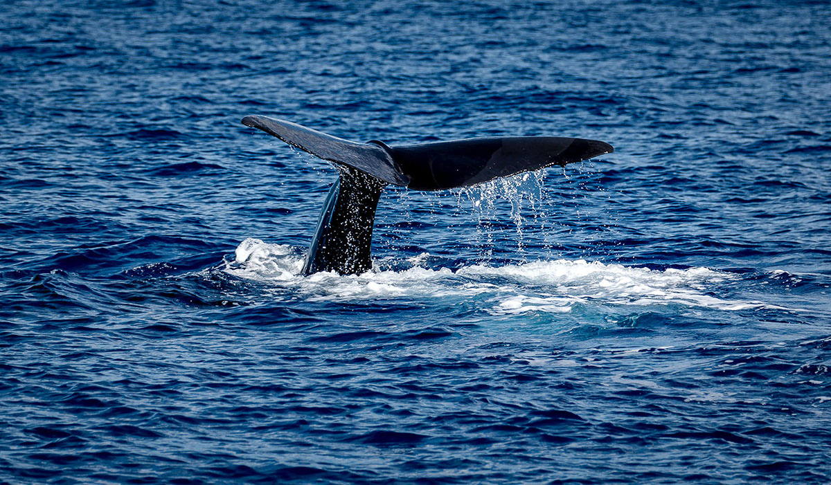 A sperm whale fluke rising from the Caribbean Sea on a whale watching dominica boat trip off the island's sheltered leeward coast, Dominica.